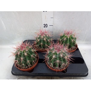 Ferocactus pilosus