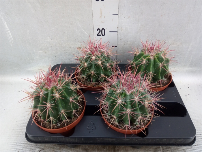 Ferocactus pilosus