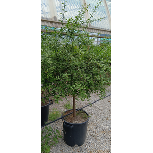 Citrus hystrix