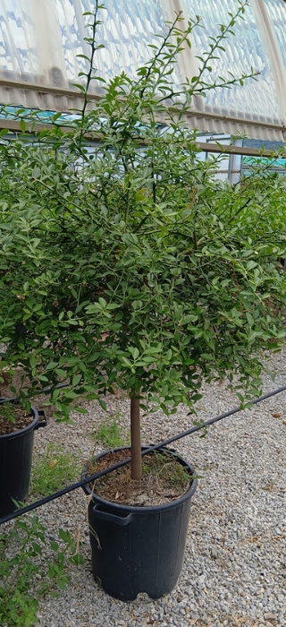 <h4>Citrus hystrix</h4>