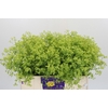 Alchemilla Mollis Robustica
