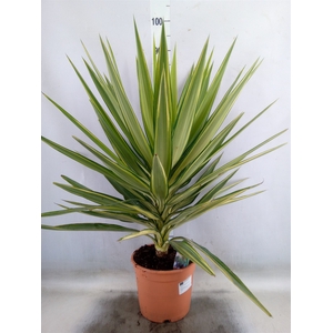 Yucca elephantipes 'Jewel'