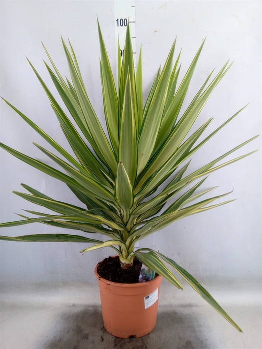 <h4>Yucca elephantipes 'Jewel'</h4>