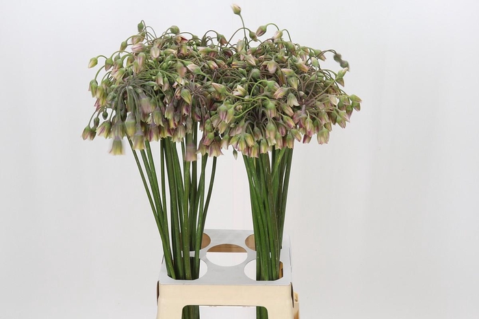 <h4>Allium Nectaroscordum Siculum</h4>