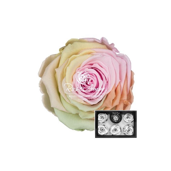 <h4>Xl Rainbow Pin99</h4>