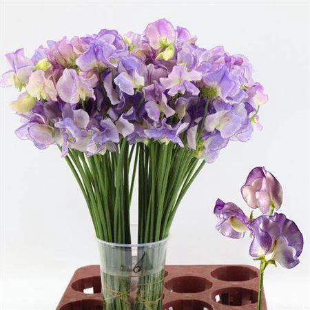 <h4>Lathyr Mist Blue</h4>