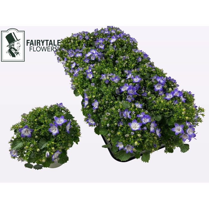 <h4>CAMP FANCY MEE</h4>