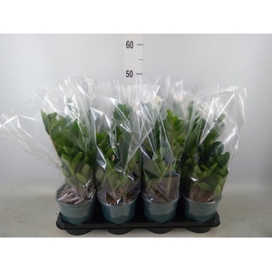 Zamioculcas zamiifolia