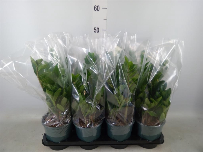 <h4>Zamioculcas zamiifolia</h4>