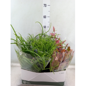 Rhipsalis   ...mix