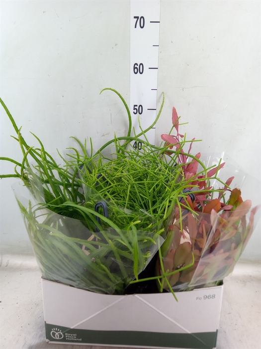 <h4>Rhipsalis   ...mix</h4>