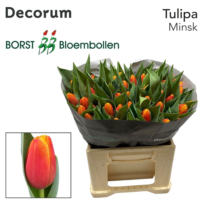 <h4>TU EN MINSK</h4>