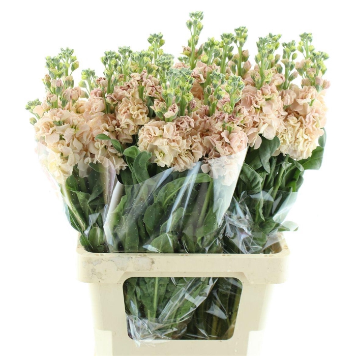 <h4>MATTH IRON APRICOT</h4>