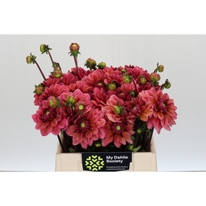 Dahlia Salmon Runner