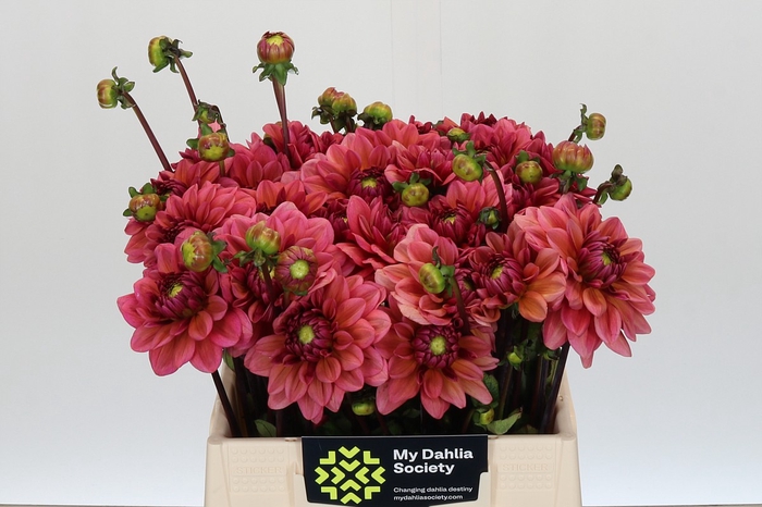 <h4>Dahlia Salmon Runner</h4>
