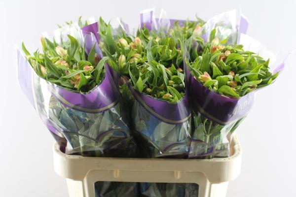 <h4>Alstr Bali (geel)</h4>