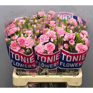 DI TR PINK AMELIE