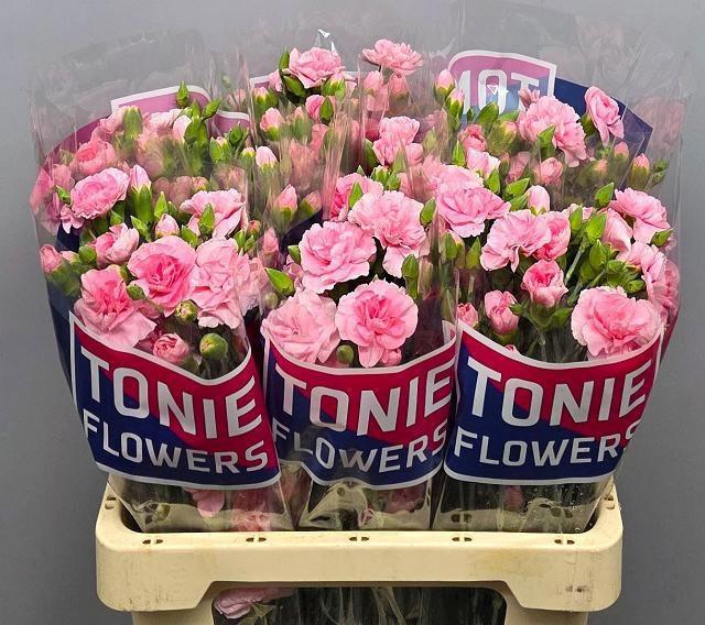 <h4>DI TR PINK AMELIE</h4>