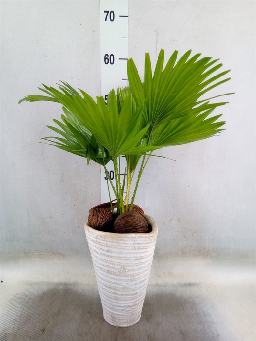 <h4>Livistona rotundifolia</h4>