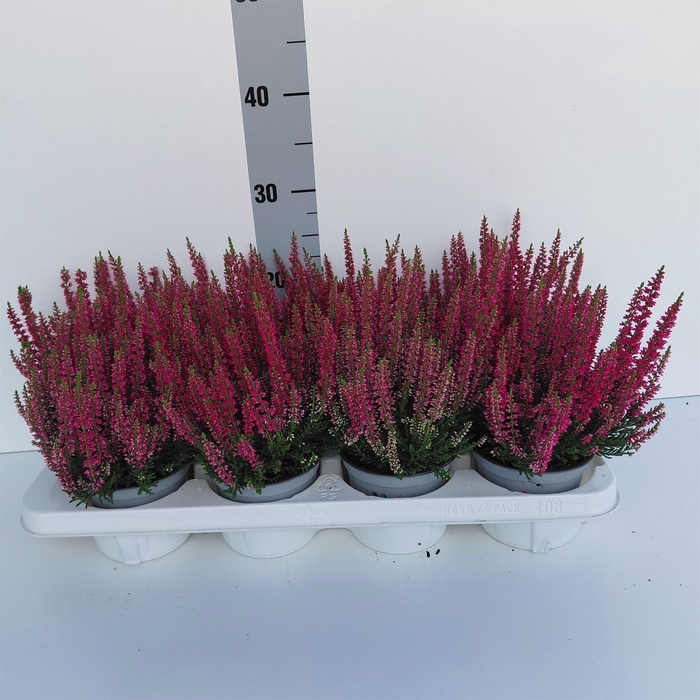 <h4>Calluna vulg. 'Beauty L Steffi'</h4>