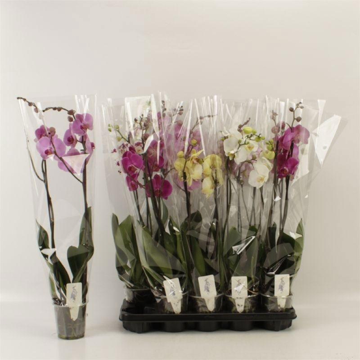 <h4>PHAL GEM 6 KL</h4>