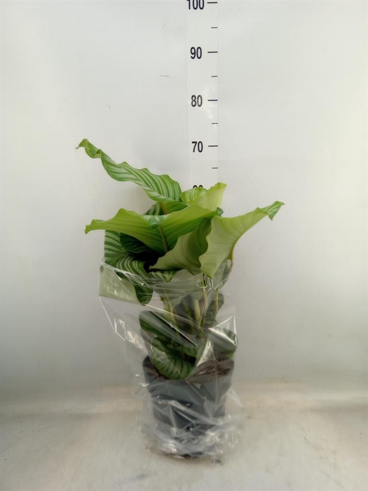 <h4>Calathea orbifolia</h4>