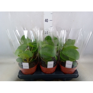 Pilea peperomoides