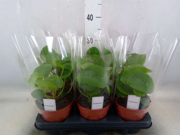 <h4>Pilea peperomoides</h4>