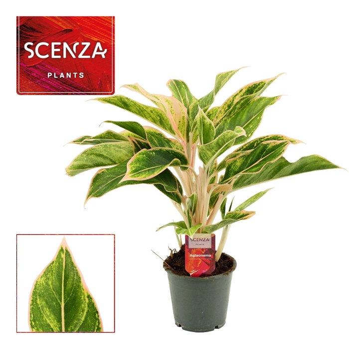 <h4>Aglaonema Lipstick Pink 12 cm (Scenza)</h4>