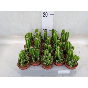 Cereus per. 'Florida'