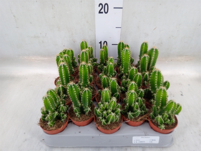 <h4>Cereus per. 'Florida'</h4>