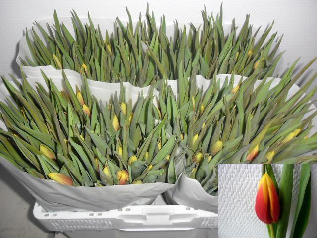 <h4>TU EN JAN SEIGNETTE</h4>