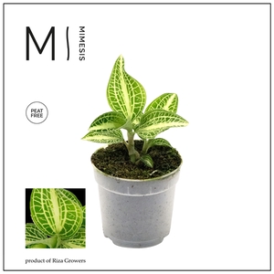 Mimesis Jewel Orchid KARMA Anoectochilus Sapphire - 7cm