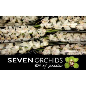 CYMB T HMS WH SENSAT