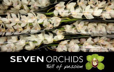 <h4>CYMB T HMS WH SENSAT</h4>