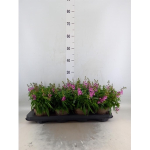 Angelonia  'Serena Lavender'