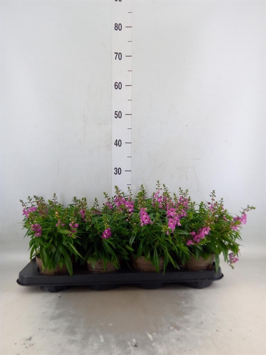 <h4>Angelonia  'Serena Lavender'</h4>