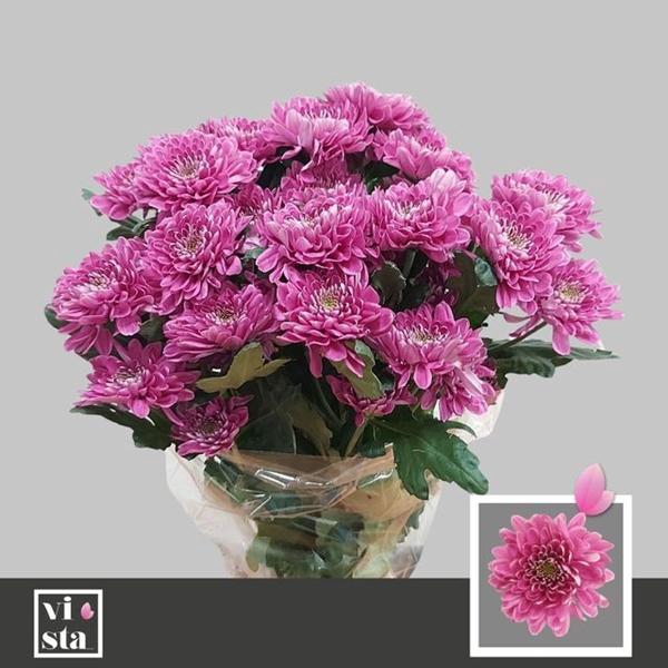 <h4>CHR T FABIENNE PURPL</h4>