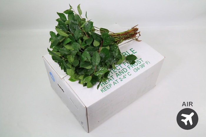 <h4>Salal Tips (air)</h4>