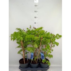 Wisteria frutes. 'Amethyst Falls'