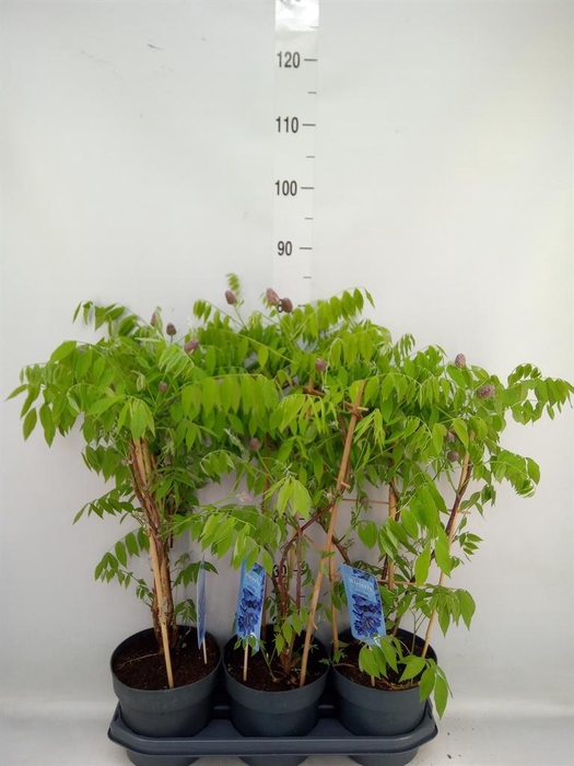 <h4>Wisteria frutes. 'Amethyst Falls'</h4>