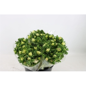 Anem Marianne Panda White