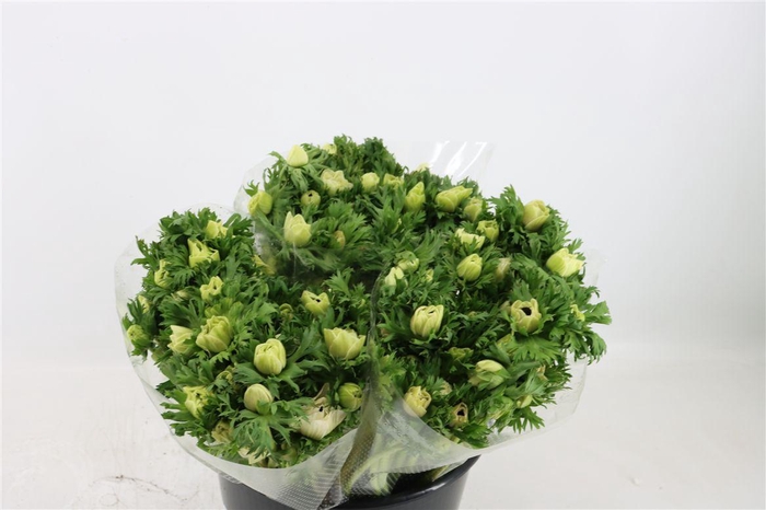 <h4>Anem Marianne Panda White</h4>