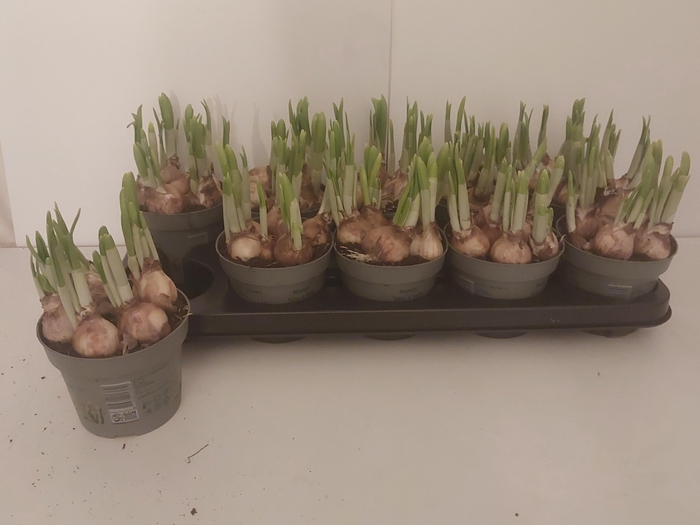 <h4>NARC O TETE A TETE</h4>