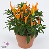 Capsicum annuum 'Santos Orange'