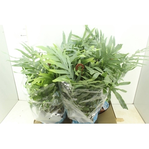 PHLEBODIUM BLUE STAR C21