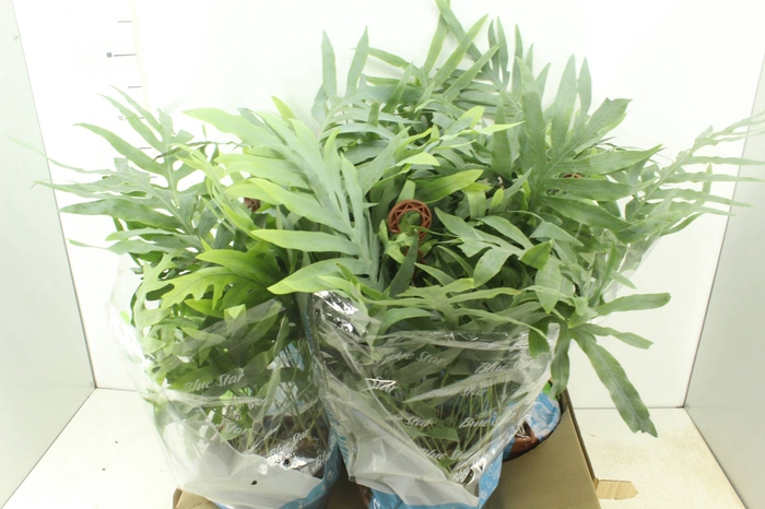 PHLEBODIUM BLUE STAR C21