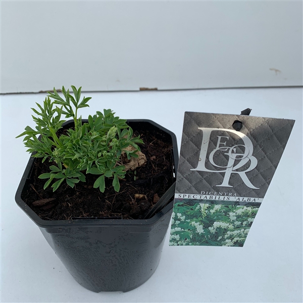 <h4>Dicentra spect. Alba</h4>