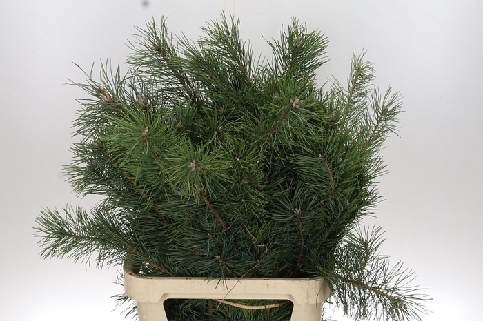 <h4>Dec Pinus Grof Tak 100</h4>