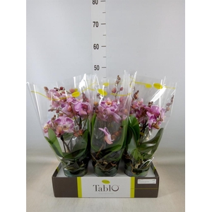 Phalaenopsis   ...rose